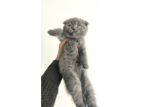 2 aylık british shorthair yavru kedimiz