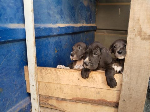 Blue ve siyah yavru danualar