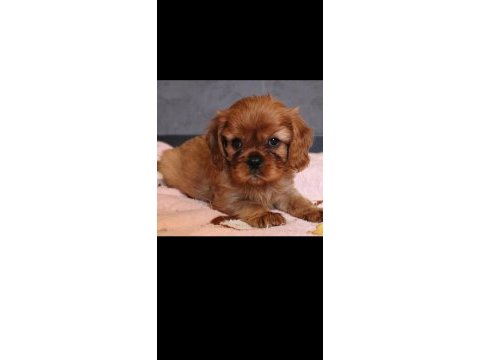 1,5 aylık cavalier king charles