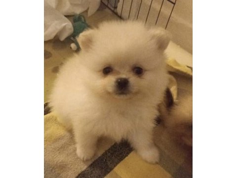 Kendi köpeğimin pomeranian bebekleri