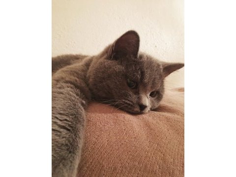 Erkek british shorthair