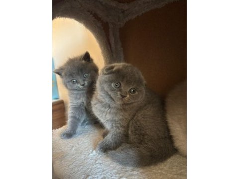 British ve scottish fold dişi kedimiz