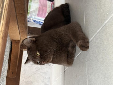 Ücretsiz sahiplendireceğiz 7 aylık british shorthair