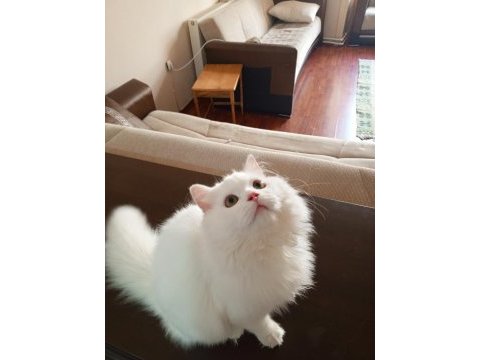 9 aylık kar beyazı british longhair oğlum