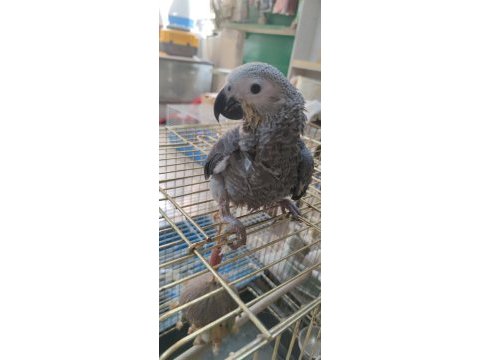 Bebek jako papağanı açıklamayı okumadan aramayın takas olur