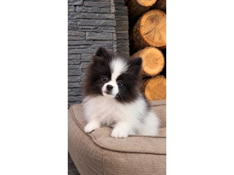 Teddy bear güzelliği ayıcık pomeranian oğlumuz