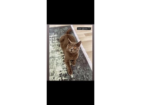 British shorthair oğlum