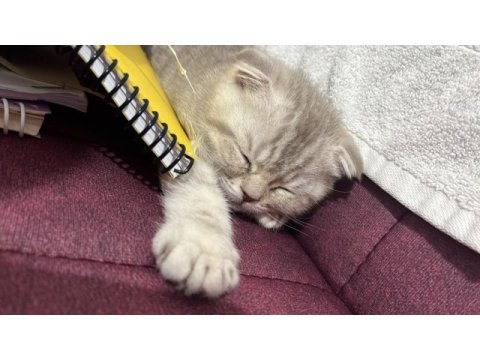 2 aylık yavru scottish fold kedim