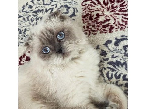 Scottish fold oğlumuza eş arıyoruz