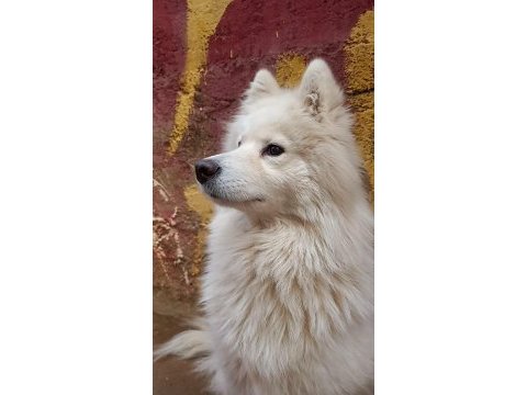 Safkan samoyed