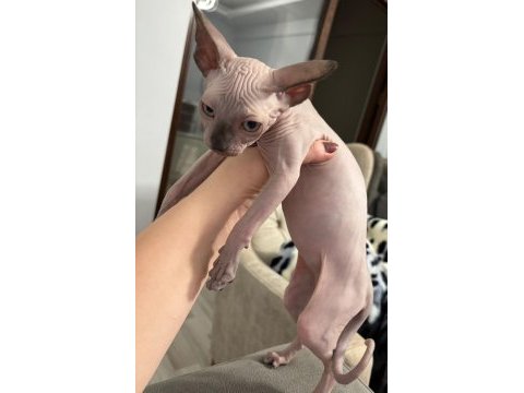 Sfenks yavru kedi