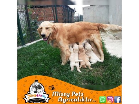 Golden retriever (baby face)