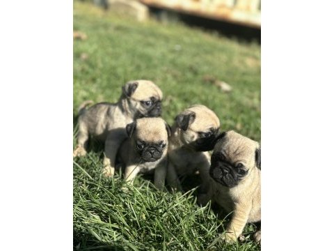 Kalitenin tam adresi pug