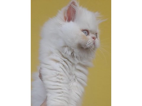 İran exotic longhair bebekler