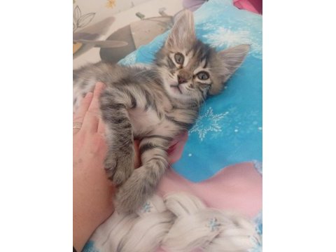 2 aylık dişi tekir yavrumuz sahiplendiriyoruz