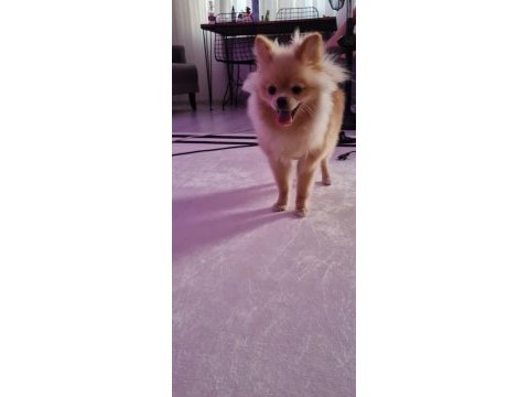 Pomeranian boo 7 aylık