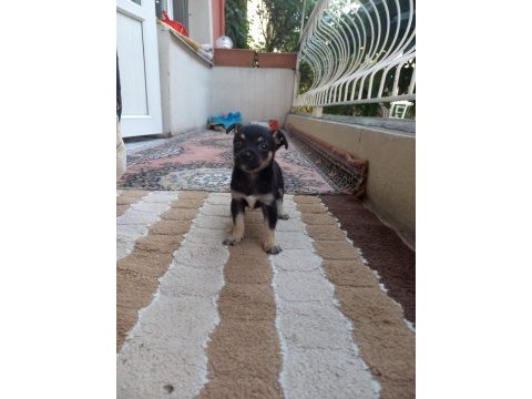 Orjinal pinscher minyatür 0 numara dişi