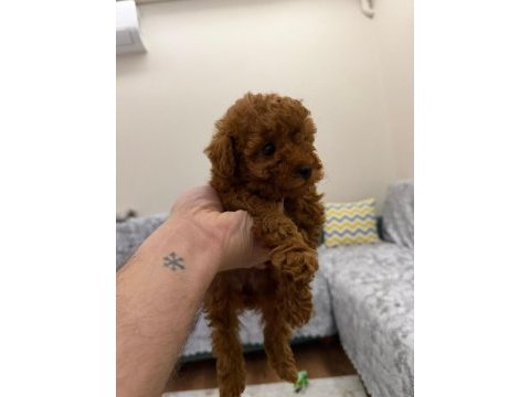 Poodle bebekler