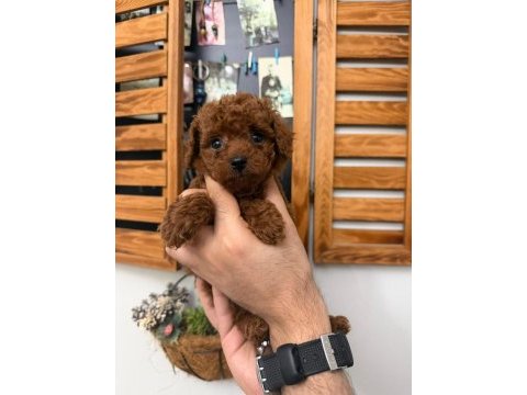 Teacup poodle yavru