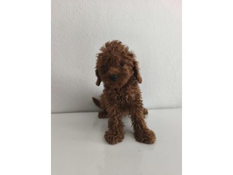 Toy poodle yavruları