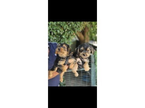 Orjinal morkie bebekler ırk ve sağlık garantili