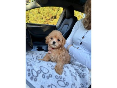 Maltipoo yavrularımız