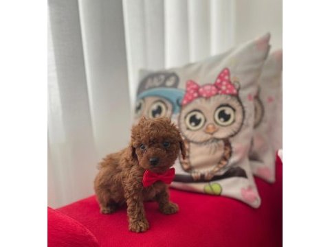 A kalite red brown poodle yavrular
