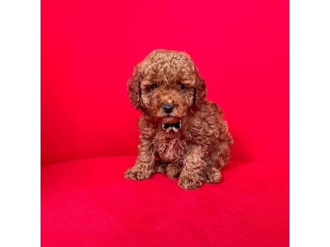 Sevimli toy poodle yavrularımız