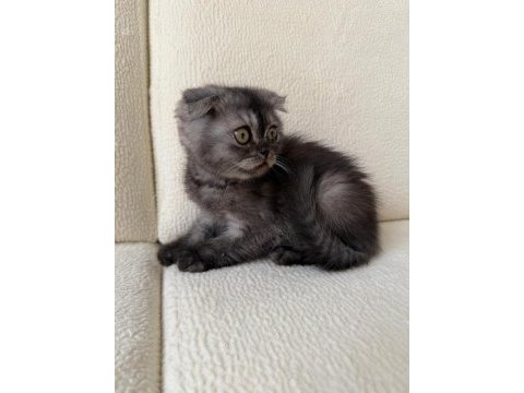 Anne altından baykuş gözlü scottish fold kızımız oyuncu