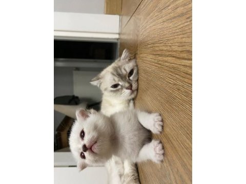 3 erkek british shorthair