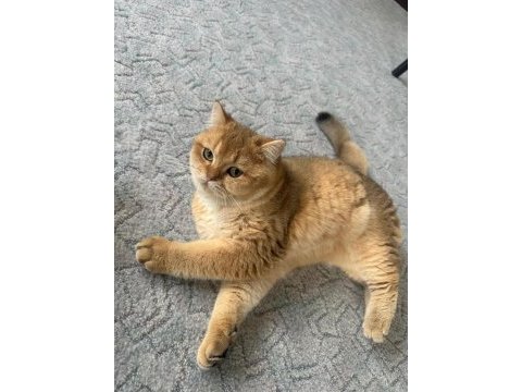 Saf kan scr kayıtlı ny11 golden british shorthair yavrum