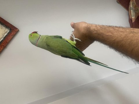 Evcil konuşan pakistan papağanı