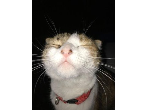 Scottish fold takip şartıyla ücretsiz yuva