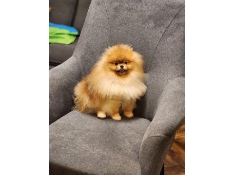 Avrupada bile daha iyisi yok pomeranian