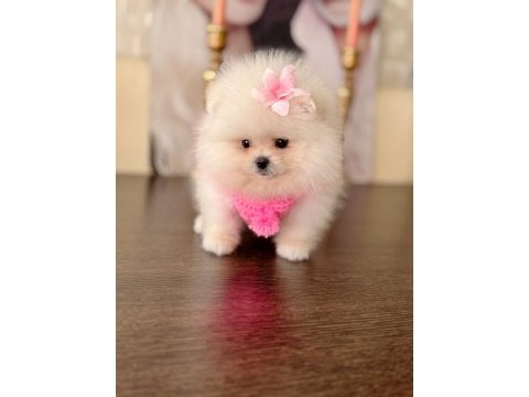 Mini boy ayıcık prenses pomeranian