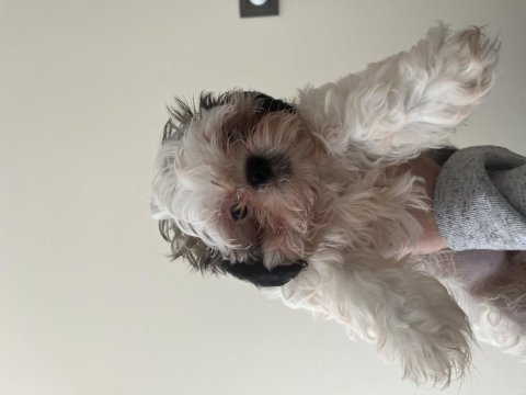 2 aylık shih tzu erkek ve dişi