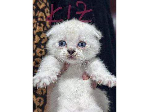 En tatlı scottish fold yavrular yuva arıyoruz