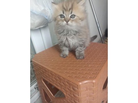 British longhair yavrumuz yeni ailesini bekliyor