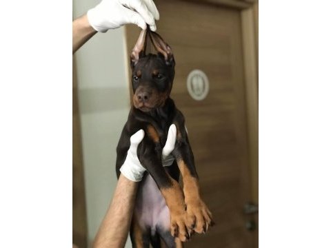 Üst kalite doberman dişi yavrular