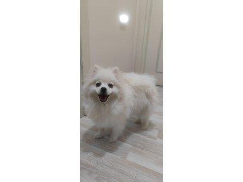 Damızlık pomeranian dişi eğitimli 10 aylık