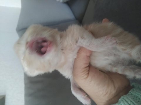 Yavru şampanya rengi yavru chinchilla