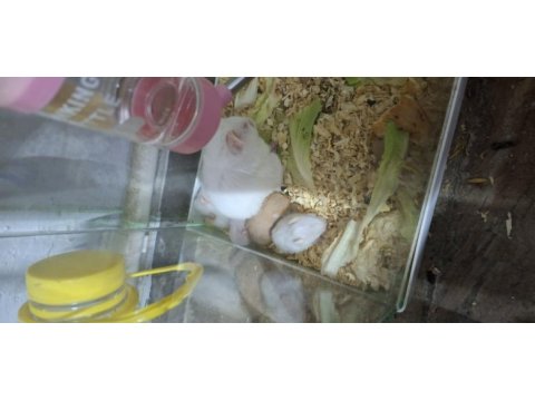 Yavru suriye hamsterları