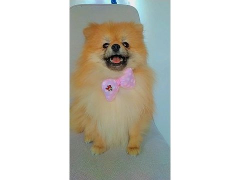 Mükemmel kürk yapısına sahip pomeranian dişi