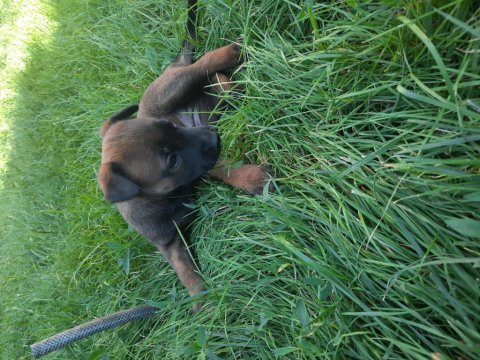 Belgian malinois orjinal çok güzel siyah renkleri