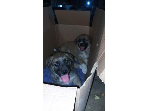Kangal köpeği ve alman kurdu