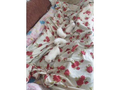 2 aylık yavru iran kedisi