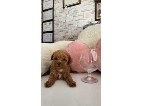 Red toy poodle