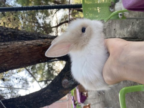 Hollanda lop melezi yavru tavşanlar