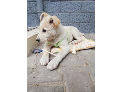 Labrador kırması