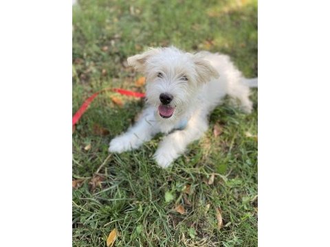 Aşıları tam erkek minik maltipoo yavru